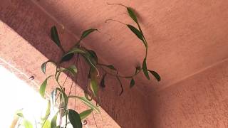 PRIMAVERA CHEGOU: DIONÉIAS ACORDANDO E NEPENTHES FICANDO GIGANTES!