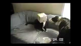 Funny Cats (Try to watch this without laughing)