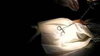 castration d'une chatte