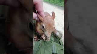 Слишком много ласки. Копия не выдержала / Too much affection. The copy couldn't stand it