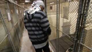 Mercy's Kennel: The Trailer