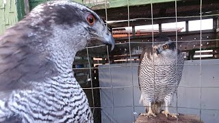 Какие новости? Как погодка? Ястребы общаются