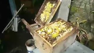 cara memanen madu lebah cerana
