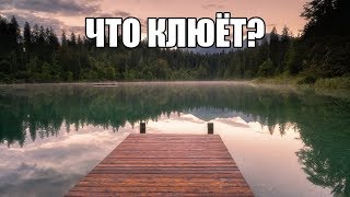 РУССКАЯ РЫБАЛКА 4! ГДЕ КЛЮЁТ?