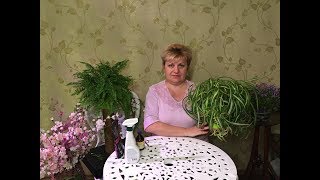 Хлорофитум - выращивание и уход.ЗдОрово в вашем доме!!!