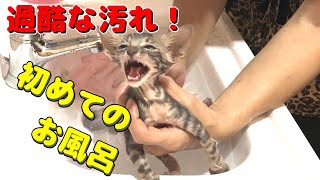 子猫のはじめてのお風呂がかわいい♪ヤマネコの血を引く子猫のやまと-Blood of a wildcat.Yamato the cat.-#3