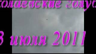 Николаевские голуби (торцовые)