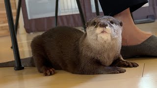 ツンツンとこちょこちょしてたらむしろ甘えてきたカワウソ The otter was rather sweet to me when I was poking and prodding her