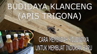 cara memindah koloni klanceng (APIS TRIGONA) kelulut menjadi indukan baru