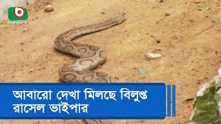 আবারো দেখা মিলছে বিলুপ্ত রাসেল ভাইপার