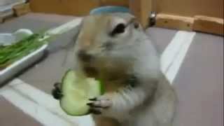 Cute Squirrel Eating Cucumber ever - Funny Animal Videos