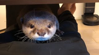 カワウソさくら 飼い主の普段座る方の椅子でコスコスするカワウソ otter wiping its body in a chair where the owner usually sits