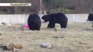 Воздушный шар свел с ума гималайских медведей Весёлая Затея Сочи