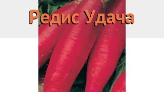 Редис обыкновенный Удача (udacha) ? обыкновенный редис Удача обзор: как сажать, семена редиса Удача