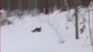 Как рябчик подымается со снежной лунки тетерев Охота тайга hunting taiga