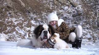 Фильм Сенбернар УРСА-ЭЛЬ ВИНТАЖ в горах  Film Saint Bernard URSA-ELL VINTAZH and the mountains
