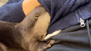 飼い主のポケットの中に全力で顔を突っ込むカワウソ Otter puts his face in his owner's pocket as fast as he can