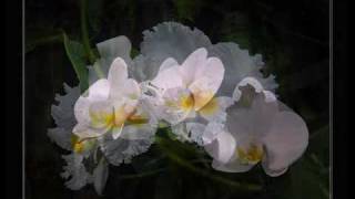 Just Orchids II-Autumn Rose