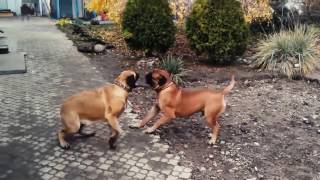 Жестокие собачьи бои!!Смотреть всем!!