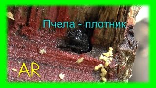Пчела - плотник / Xylocopa valga. Пчела, которая грызет дерево.