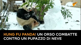 Kung Fu Panda! Un orso combatte contro un pupazzo di neve