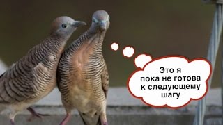 Животные как люди)) А ты себя узнал? ?| Приколы 2017