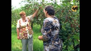 Сад и огород-98 Вишня, черешня