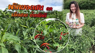 พริกพันธุ์ยอดสน ดก เม็ดสวย น้ำหนักดี