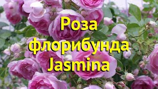 Роза флорибунда Дасмина. Краткий обзор, описание характеристик, где купить саженцы Jasmina