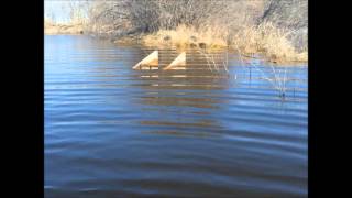 Beaver Float trapping and my souveneir from the fur auction