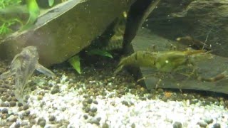 Krevetka čokoládová (Macrobrachium dayanum)