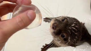 掴める水を、水を好むカワウソに掴んでもらった！tter grabs the water!
