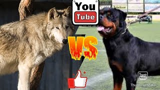 Волк против Ротвейлера. Wolf against Rottweiler.