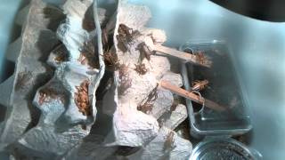 Домовой сверчок (Acheta domesticus)