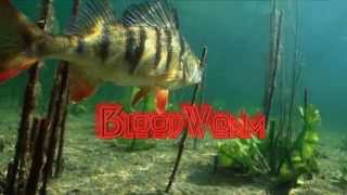 Нахлыст и вязание мушек с Данилычем - BloodWorm
