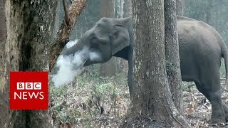 India 'smoking' elephant video goes viral - BBC News