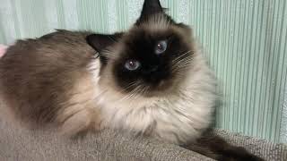 Siberian cat Neva Masquerade Oksi 2