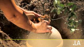 CREMATORIUM URNAS ECOLOGICAS BIODEGRADABLES