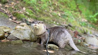 綺麗すぎる川で大はしゃぎするカワウソ！ Otter frolicking in a too clean river