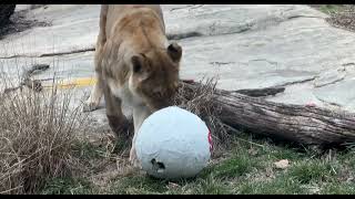 Zoo Lions SuperB owl Pick - Cincinnati Zoo