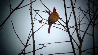 Красный кардинал .Northern cardinal.