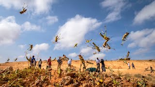 400 billion locusts! Plague has hit Africa! Insects are everywhere! The crops have been destroyed!