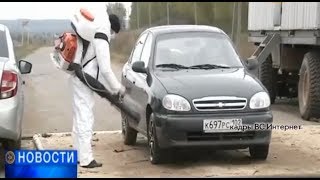 Стоит ли опасаться ящура?