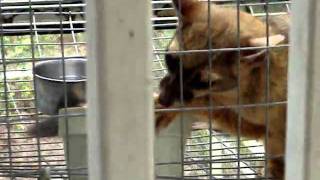 Sioux grooming Aug 20 2010