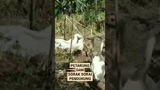 LEBIH RIBUT PENDUKUNG DARIPADA YANG BERTARUNG. ANGSA / SOANG BERANTEM. #bebek #entok #angsa #soang