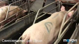 Обзор бокса и станка для опороса!