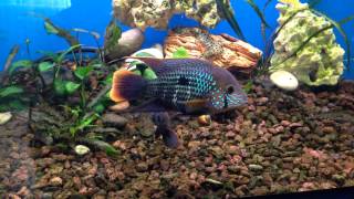 amazing green terror tank cichlid, акара бирюзовая мальки, размножение