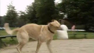 Robot Dog Attack