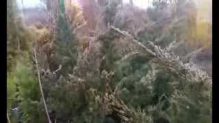Можжевельник китайский "Монарх"