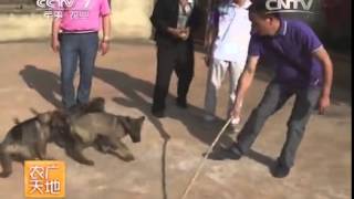 20140722 农广天地 昆明犬